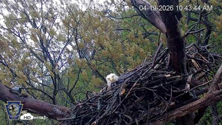 Hanover Eagles Live Cam - Apr 19, 2026, 10:45am EDT