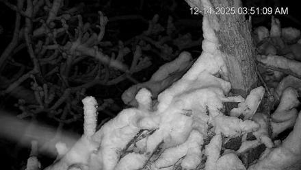 Hanover Eagles Live Cam - Dec 14, 2025, 3:52am EST