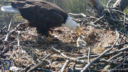Hanover Eagles Live Cam - Apr 15, 2026, 9:36am EDT