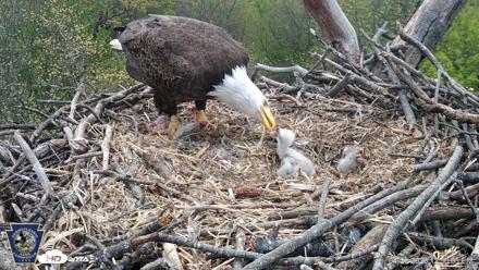 Hanover Eagles Live Cam - Apr 20, 2026, 12:50pm EDT