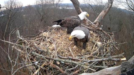 Hanover Eagles Live Cam - Dec 10, 2025, 10:11am EST
