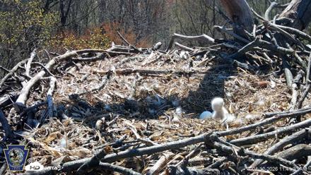 Hanover Eagles Live Cam - Apr 12, 2026, 11:42am EDT