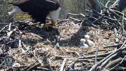 Hanover Eagles Live Cam - Apr 15, 2026, 11:52am EDT