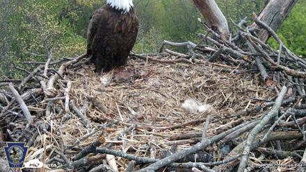 Hanover Eagles Live Cam - Apr 19, 2026, 3:04pm EDT