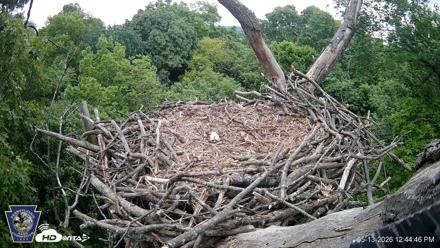 Hanover Eagles Live Cam - May 13, 2026, 12:45pm EDT