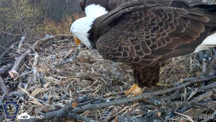 Hanover Eagles Live Cam - Apr 11, 2026, 7:40pm EDT