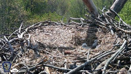 Hanover Eagles Live Cam - Apr 20, 2026, 11:14am EDT