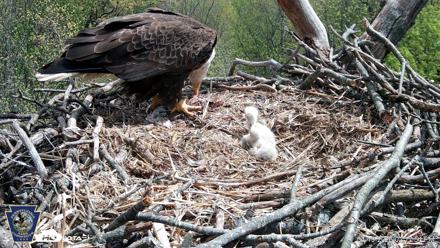Hanover Eagles Live Cam - Apr 19, 2026, 2:18pm EDT