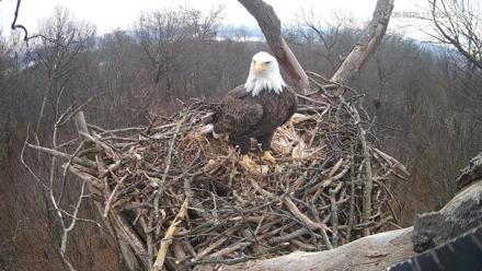 Hanover Eagles Live Cam - Dec 6, 2025, 11:01am EST