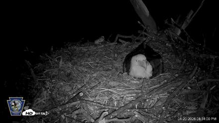 Hanover Eagles Live Cam - Apr 20, 2026, 8:38pm EDT