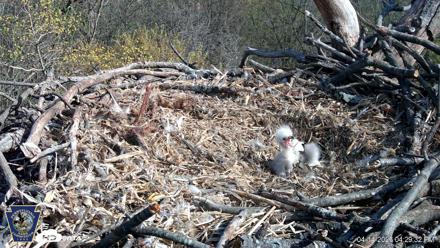 Hanover Eagles Live Cam - Apr 14, 2026, 4:29pm EDT
