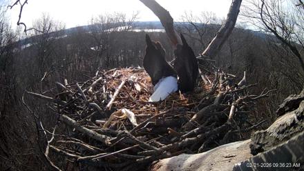 Hanover Eagles Live Cam - Feb 21, 2026, 9:36am EST