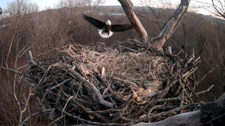 Hanover Eagles Live Cam - Dec 20, 2025, 5:07pm EST