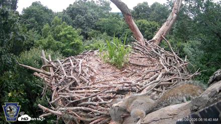 Hanover Eagles Live Cam - Jun 9, 2026, 6:17am EDT