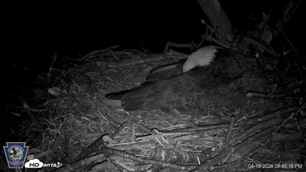 Hanover Eagles Live Cam - Apr 18, 2026, 9:45pm EDT