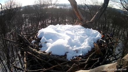 Hanover Eagles Live Cam - Jan 29, 2026, 9:24am EST