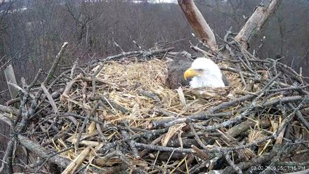 Hanover Eagles Live Cam - Mar 2, 2026, 5:08pm EST