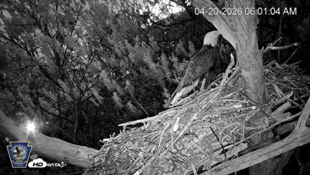 Hanover Eagles Live Cam - Apr 20, 2026, 6:02am EDT