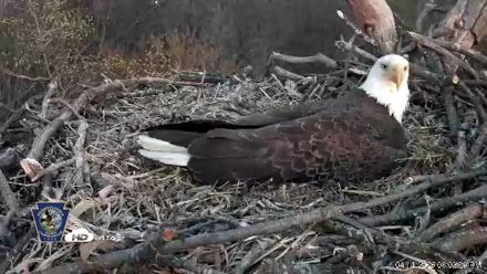 Hanover Eagles Live Cam - Apr 11, 2026, 8:03pm EDT