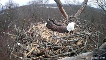 Hanover Eagles Live Cam - Mar 8, 2026, 4:05pm EDT