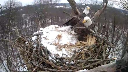Hanover Eagles Live Cam - Dec 15, 2025, 12:35pm EST