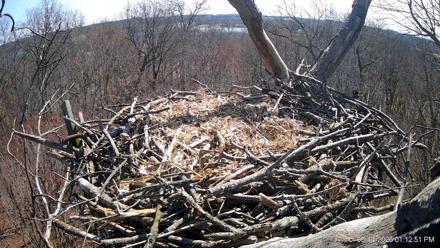 Hanover Eagles Live Cam - Mar 14, 2026, 1:12pm EDT