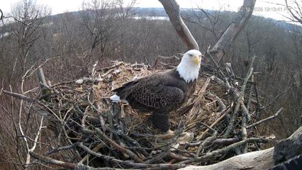 Hanover Eagles Live Cam - Dec 12, 2025, 12:14pm EST