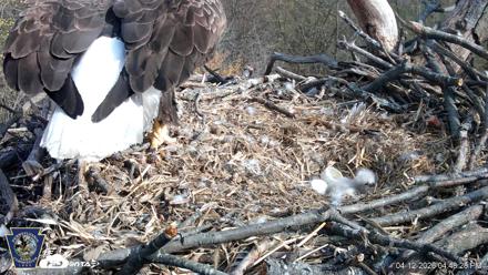 Hanover Eagles Live Cam - Apr 12, 2026, 4:49pm EDT
