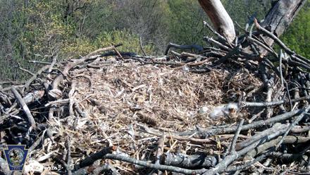 Hanover Eagles Live Cam - Apr 16, 2026, 4:04pm EDT