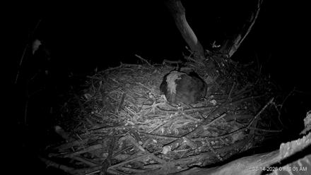 Hanover Eagles Live Cam - Mar 14, 2026, 1:33am EDT