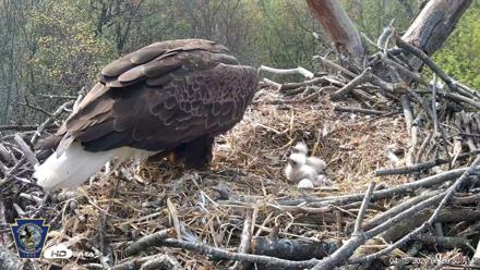 Hanover Eagles Live Cam - Apr 16, 2026, 9:21am EDT