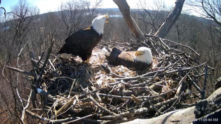 Hanover Eagles Live Cam - Mar 9, 2026, 12:10pm EDT