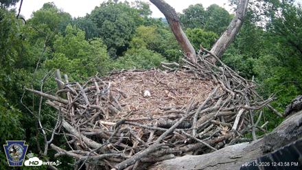 Hanover Eagles Live Cam - May 13, 2026, 12:45pm EDT