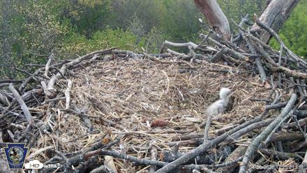 Hanover Eagles Live Cam - Apr 20, 2026, 12:23pm EDT