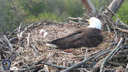 Hanover Eagles Live Cam - Apr 20, 2026, 8:47am EDT