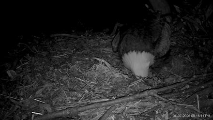 Hanover Eagles Live Cam - Apr 7, 2026, 8:18pm EDT