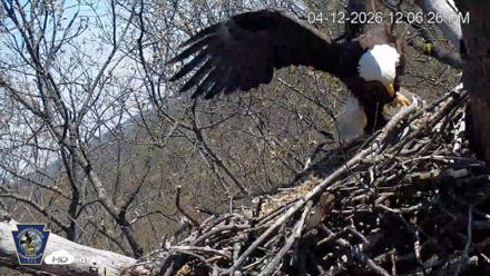 Hanover Eagles Live Cam - Apr 12, 2026, 12:07pm EDT