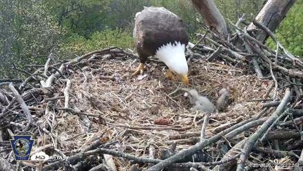Hanover Eagles Live Cam - Apr 20, 2026, 9:26am EDT