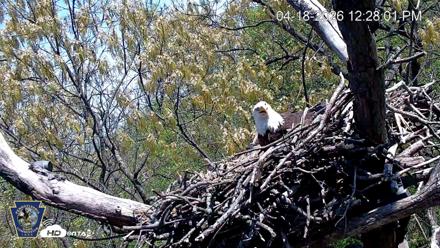 Hanover Eagles Live Cam - Apr 18, 2026, 12:28pm EDT