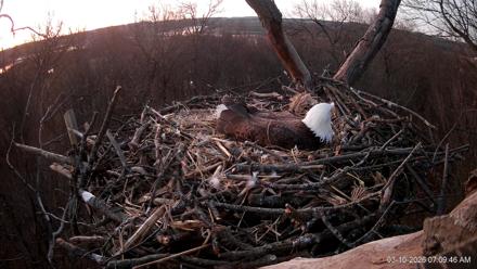 Hanover Eagles Live Cam - Mar 10, 2026, 7:10am EDT