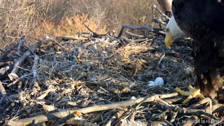 Hanover Eagles Live Cam - Apr 8, 2026, 6:20pm EDT