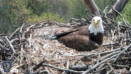 Hanover Eagles Live Cam - Apr 17, 2026, 12:43pm EDT