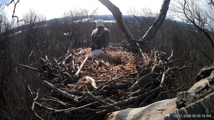 Hanover Eagles Live Cam - Feb 21, 2026, 9:39am EST