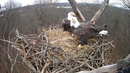 Hanover Eagles Live Cam - Dec 8, 2025, 1:58pm EST