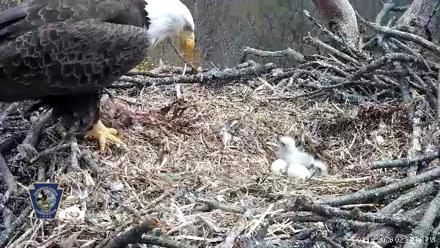 Hanover Eagles Live Cam - Apr 13, 2026, 2:52pm EDT