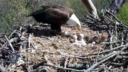 Hanover Eagles Live Cam - Apr 16, 2026, 3:02pm EDT