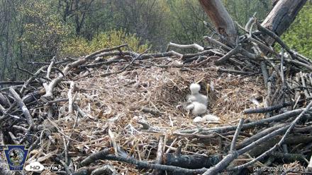 Hanover Eagles Live Cam - Apr 16, 2026, 9:57am EDT