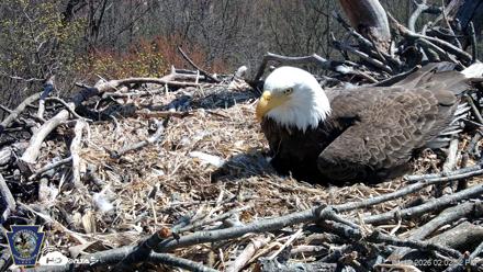 Hanover Eagles Live Cam - Apr 10, 2026, 2:03pm EDT