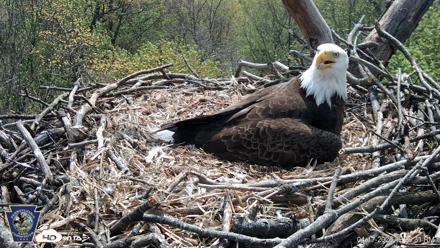 Hanover Eagles Live Cam - Apr 17, 2026, 12:06pm EDT