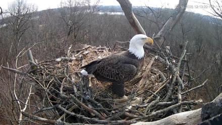 Hanover Eagles Live Cam - Dec 12, 2025, 12:13pm EST